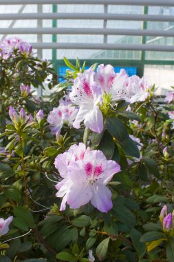 Seradaki beyaz Rhododendron 'un yakın görüntüsü