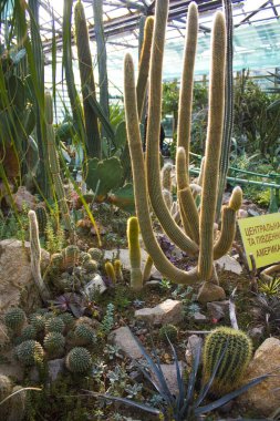 Serada bir grup kaktüs türü