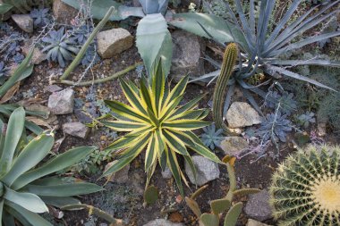 Serada bir grup kaktüs türü