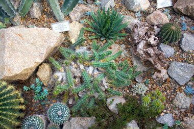 Serada bir grup kaktüs türü