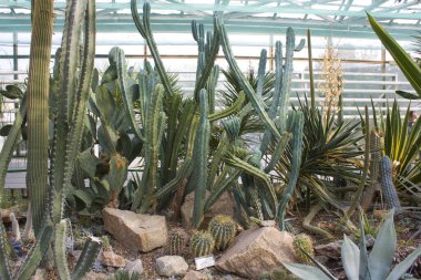 Serada bir grup kaktüs türü