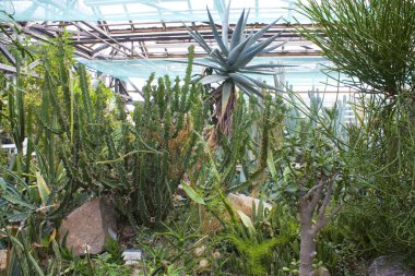 Serada bir grup kaktüs ve yeşil sulu bitkiler