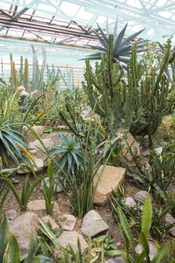 Serada bir grup kaktüs türü