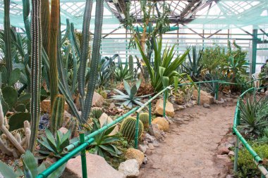 Serada bir grup kaktüs türü