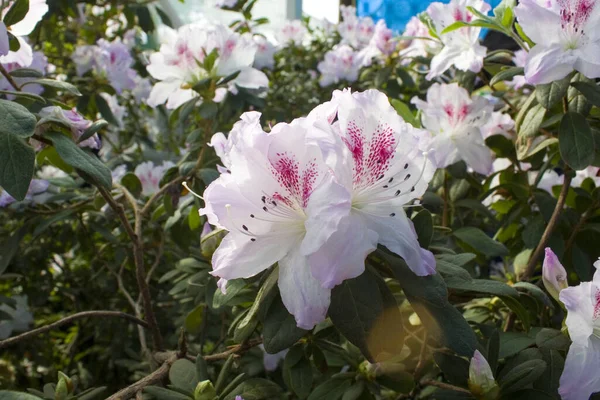 Seradaki beyaz Rhododendron 'un yakın görüntüsü