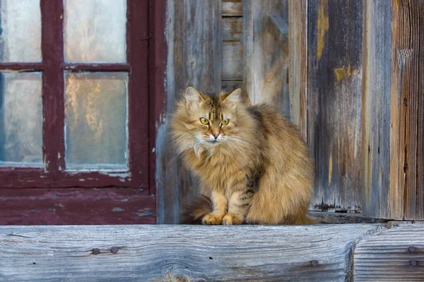 Tahta Verandadaki Kedi — Stok fotoğraf
