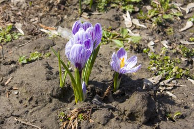 Bahçede mor timsahlar