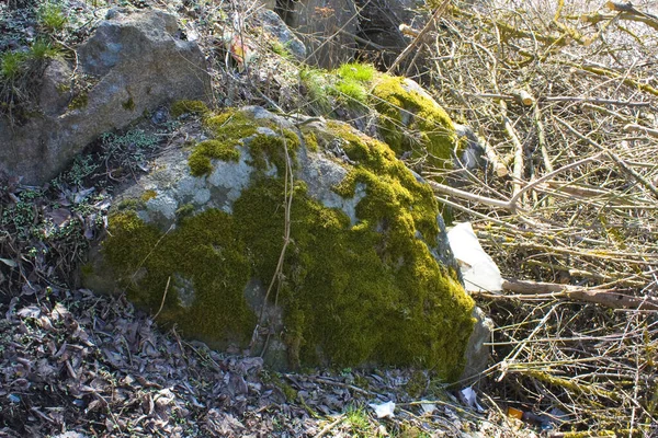 Huge Stone Moss —  Fotos de Stock