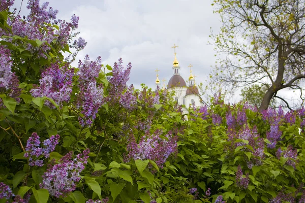 Catedral Antonio Teodosio Vasylkiv Ucrania — Foto de Stock