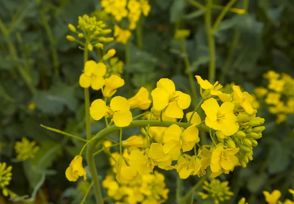 Vista Vicino Dei Naraps Gialli Fiore — Foto Stock