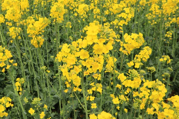 Close View Yellow Blooming Naraps — Stock Photo, Image