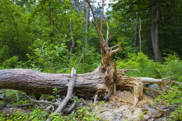 Árbol Caído Bosque Verano —  Fotos de Stock