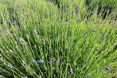 Çiçekli bir lavanta tarlası.