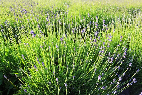 Field Blooming Lavender — Stock Photo, Image