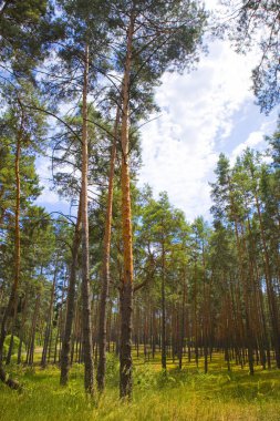 Çam ormanı güneşli bir yaz gününde