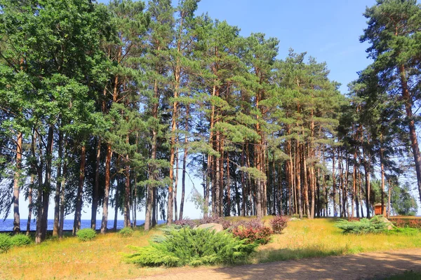 Tallskog Solig Sommardag — Stockfoto