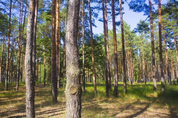 Δάσος Πεύκου Μια Ηλιόλουστη Μέρα Του Καλοκαιριού — Φωτογραφία Αρχείου
