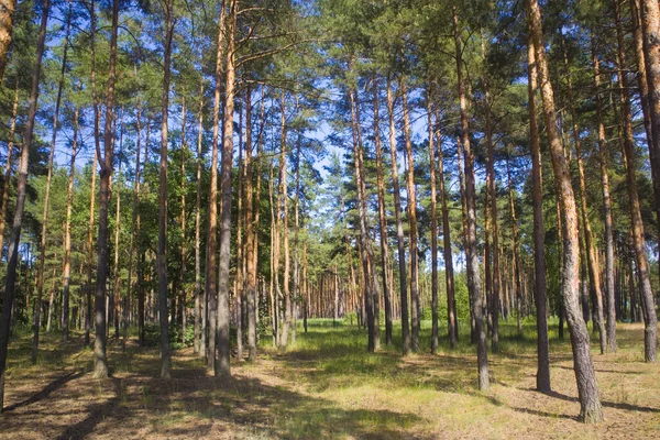 夏の晴れた日の松林 — ストック写真