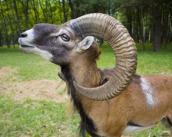 Argali Oveja Montaña Zoológico —  Fotos de Stock