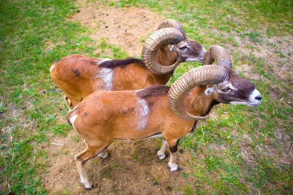 Argali Ovejas Montaña Zoológico —  Fotos de Stock