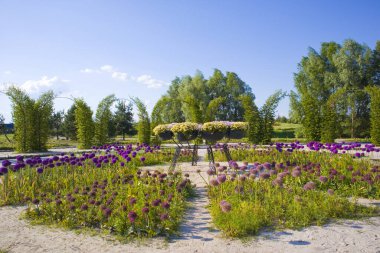 Dobropak, Kyiv Oblastı, Ukrayna 'da çiçek açan dekoratif yay (Allium)