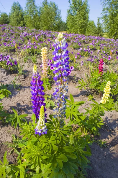 Blooming Lupine Sunny Day — Stock Photo, Image