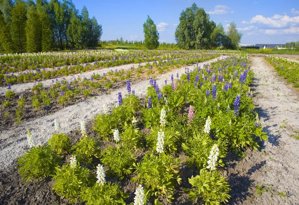 Champ Lupin Fleurs Par Temps Ensoleillé Dobropak Oblast Kiev Ukraine — Photo