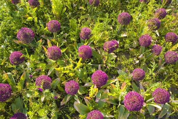 Arco Decorativo Florescente Allium Parque — Fotografia de Stock