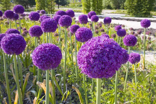 Vista Cerca Del Arco Decorativo Floreciente Allium —  Fotos de Stock