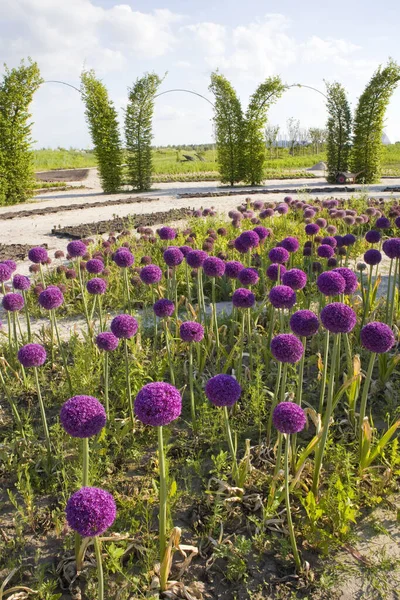 Arco Decorativo Florescente Allium Dobropak Kyiv Oblast Ucrânia — Fotografia de Stock