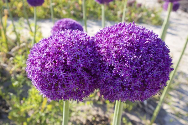 Vista Perto Arco Decorativo Florescendo Allium — Fotografia de Stock