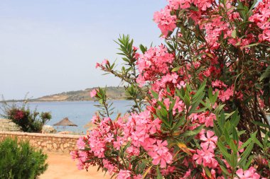 Arnavutluk 'un Ksamil kentinde bir plajı ve çiçek açan zakkum manzarası