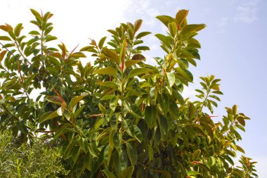 Mavi gökyüzünün önündeki ficus ağacı