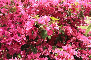 Pembe Bougainvillea ile arka plan 