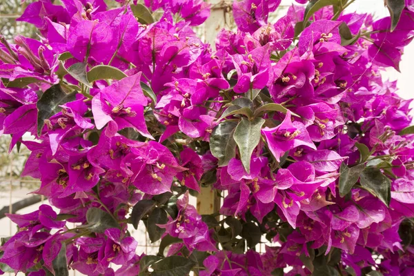 Fondo Con Bougainvillea Rosa Brillante — Foto de Stock