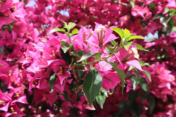 Fondo Con Bougainvillea Rosa Brillante — Foto de Stock