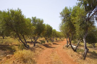 Arnavutluk 'ta güneşli bir günde zeytinlik