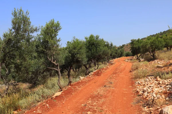 Olive Grove Dia Ensolarado Albânia — Fotografia de Stock