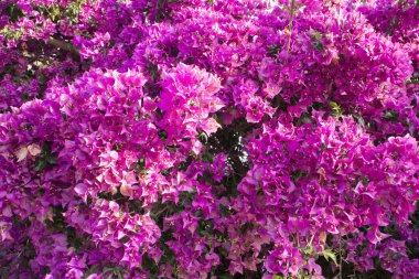 Pembe Bougainvillea ile arka plan 