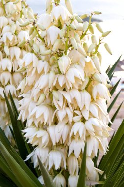 İspanyol süngüsünün beyaz çiçeklerinin (Yucca aloifolia) yakın görüntüsü)