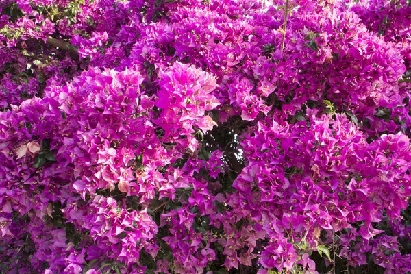 Tło Jasnoróżowym Bougainvillea — Zdjęcie stockowe