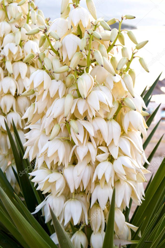 Close up view of white flowers of Spanish Bayonet (Yucca aloifolia)