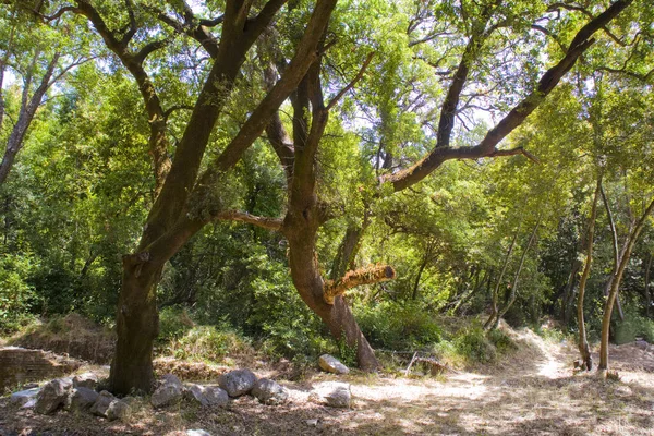 Natura Del Parco Nazionale Butrint Buthrotum Albania — Foto Stock