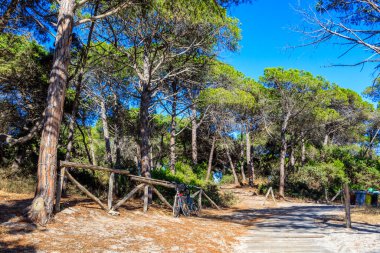 Alghero, Sardinya, İtalya 'da Çam Ormanı güneşli bir günde