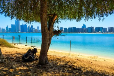 Öküz Abu Dabi, BAE 'deki Emirlik Mirası Köyü' nde ağaç altında dinleniyor.