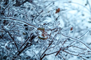Buza bulanmış çalıların yakın görüntüsü