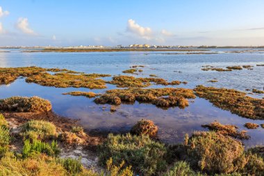 Faro, Algarve, Portekiz 'deki Ria Formosa Doğal Parkı