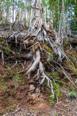 Od Madeira ormanındaki ağaç köklerine yakından bakın.