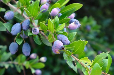 Myrtus Komünü 'nün yakın görüntüsü