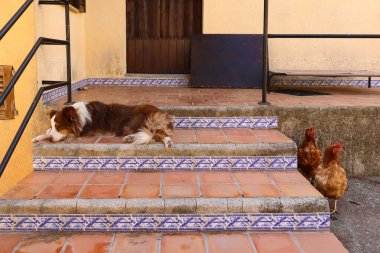 İspanya 'nın Balear Adaları, Pollena' da evcil bir köpeğin merdivenlerde dinlenmesi ve avluda yürüyen tavukların görüntüsü